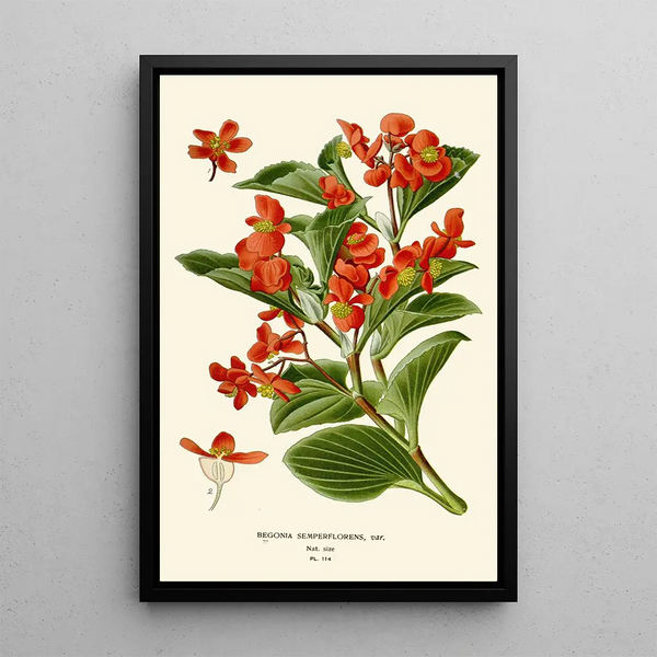 Bégonia semperflorens - Edward Step — quadro incorniciato alla parete