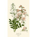 Buisson ardent - Edward Step — vista dell’opera
