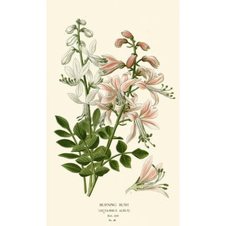 Edward Step - Burning Bush.webp