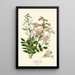 Buisson ardent - Edward Step — quadro incorniciato alla parete