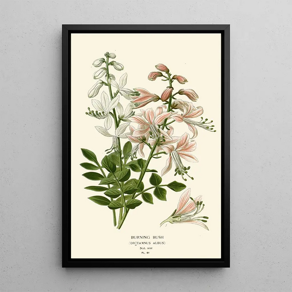 Buisson ardent - Edward Step — quadro incorniciato alla parete
