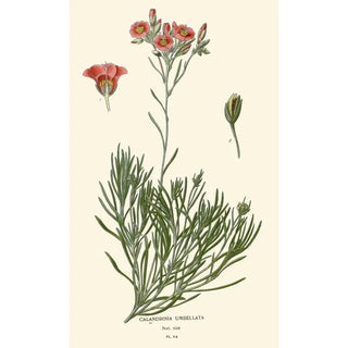 Edward Step - Calandrinia Umbellata.webp