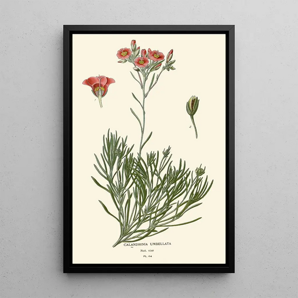 Calandrinia umbellata - Edward Step — quadro incorniciato alla parete