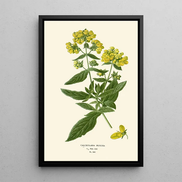 Riproduzione del dipinto Calceolaria rugosa - Edward Step