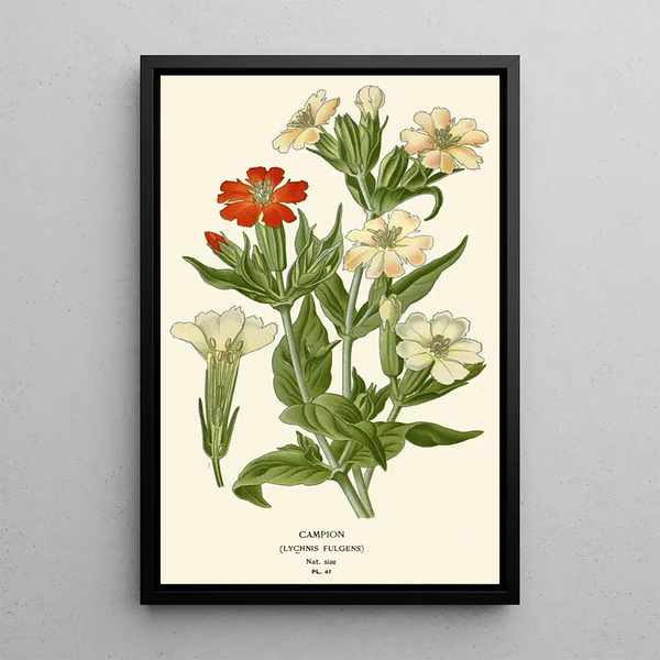 Compagnon - Edward Step — quadro incorniciato alla parete