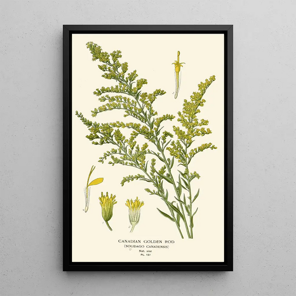 Verge d'or du Canada - Edward Step — quadro incorniciato alla parete