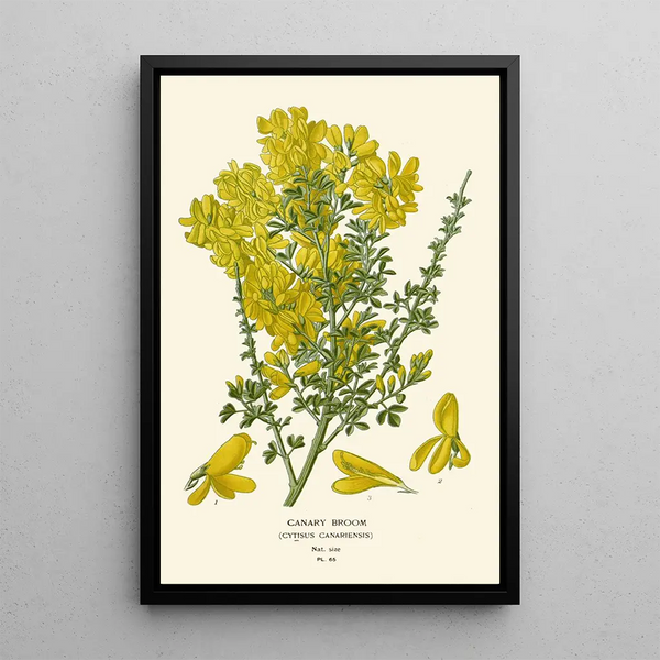 Genêt des Canaries - Edward Step — quadro incorniciato alla parete