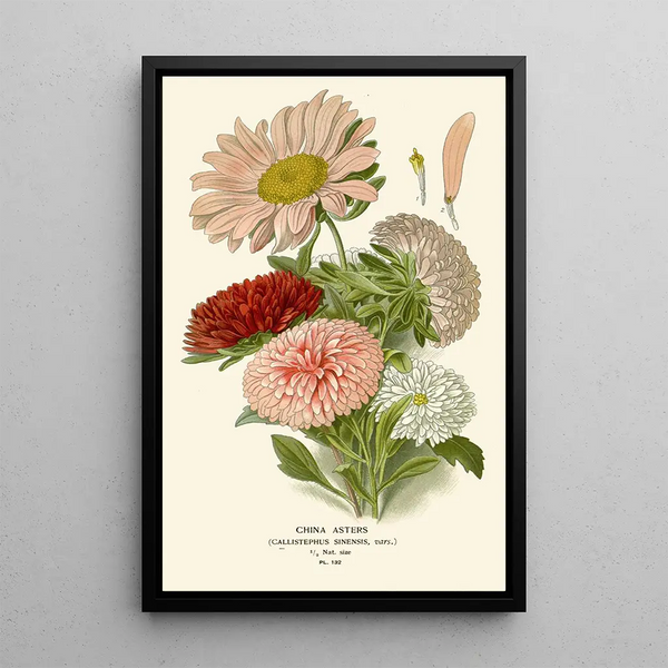 Riproduzione del dipinto Asters di Cina - Edward Step