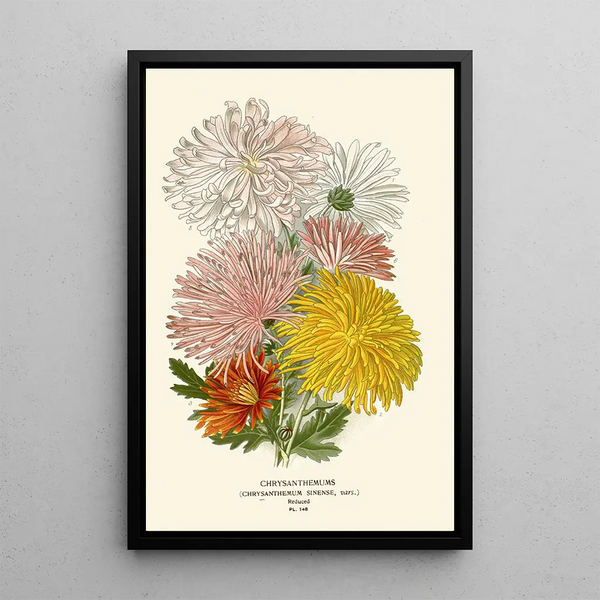 Chrysanthèmes - Edward Step — quadro incorniciato alla parete