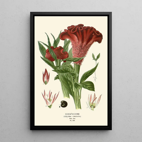 Célosie - Edward Step — quadro incorniciato alla parete