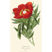 Peonia comune - Edward Step — vista dell’opera