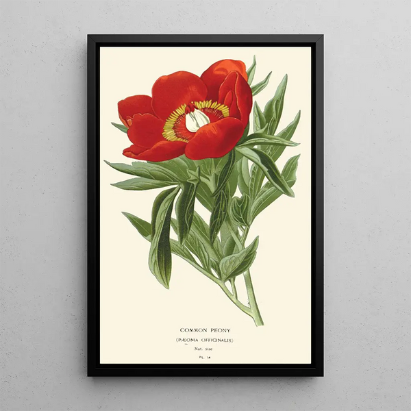 Peonia comune - Edward Step — quadro incorniciato alla parete