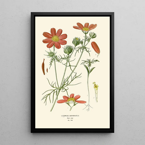Riproduzione del dipinto Cosmos bipenné - Edward Step