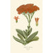 Crassula falcata - Edward Step — vista dell’opera