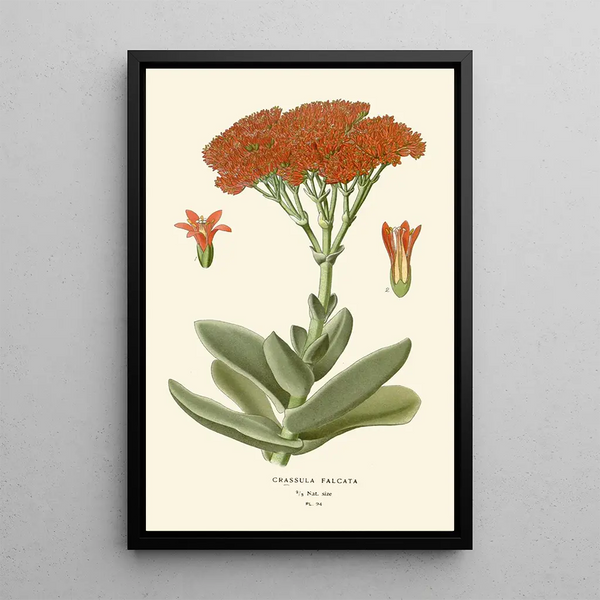 Crassula falcata - Edward Step — quadro incorniciato alla parete