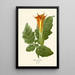 Riproduzione del dipinto Datura sanguinea - Edward Step