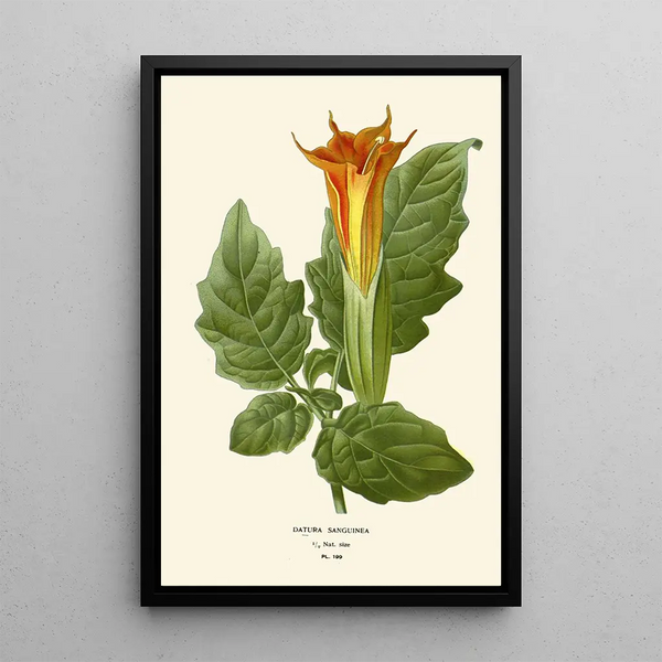 Riproduzione del dipinto Datura sanguinea - Edward Step