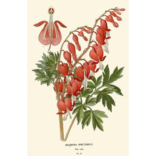 Edward Step - Dicentra Spectabilis.webp
