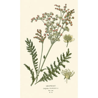Edward Step - Dropwort.webp