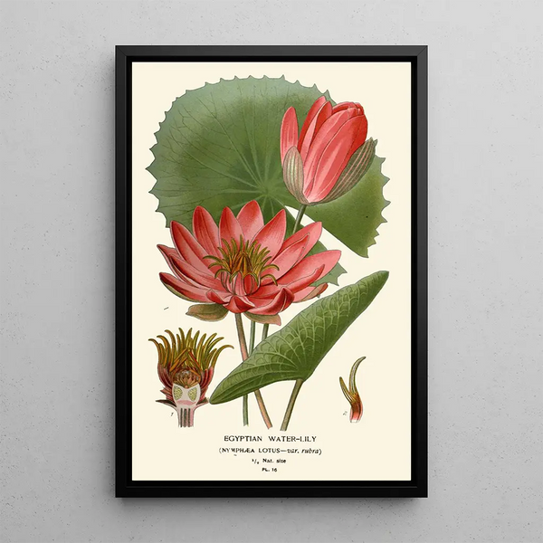 Nénuphar égyptien - Edward Step — quadro incorniciato alla parete