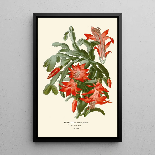 Riproduzione del dipinto Epiphyllum truncatum - Edward Step