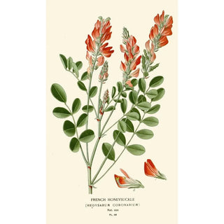 Edward Step - French Honeysuckle.webp