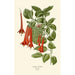 Fuchsia fulgens - Edward Step — vista dell’opera