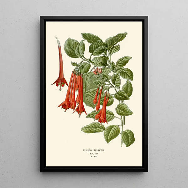 Fuchsia fulgens - Edward Step — quadro incorniciato alla parete