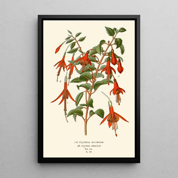 Riproduzione del dipinto Fuchsia globosa e gracilis - Edward Step