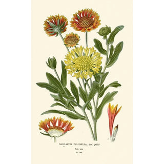 Edward Step - Gaillardia Pulchella.webp