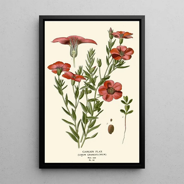 Lin da giardino - Edward Step — quadro incorniciato alla parete