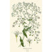 Gypsophile elegante - Edward Step — vista dell’opera