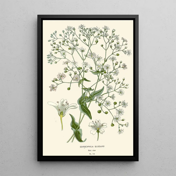 Gypsophile elegante - Edward Step — quadro incorniciato alla parete