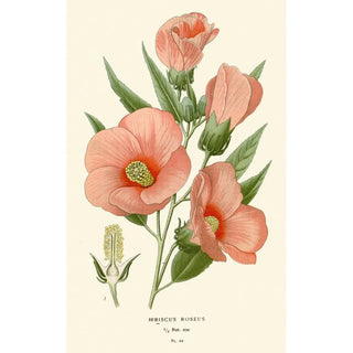 Edward Step - Hibiscus Roseus.webp