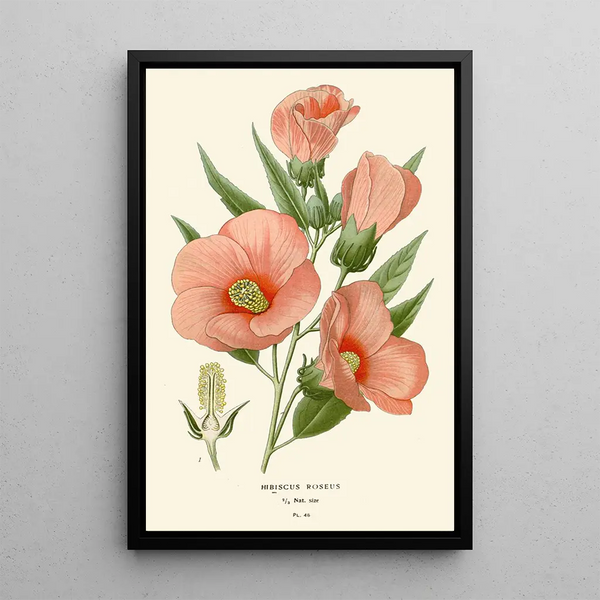 Hibiscus roseus - Edward Step — quadro incorniciato alla parete