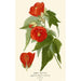 Abutilon ibrido - Edward Step — vista dell’opera