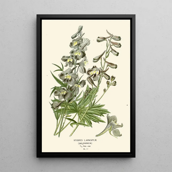 Riproduzione del dipinto Delphinium ibrido - Edward Step