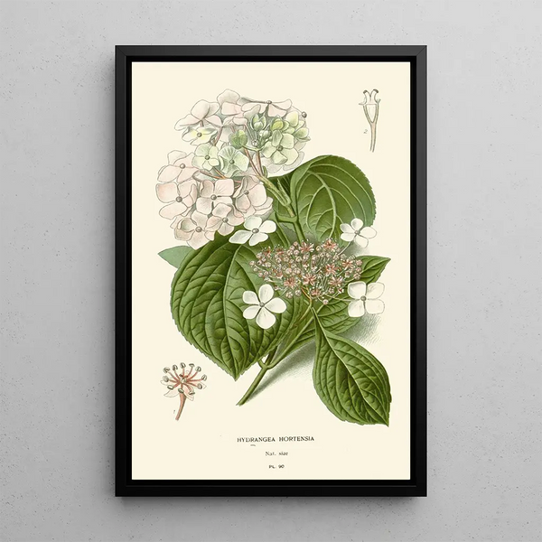 Hortensia - Edward Step — quadro incorniciato alla parete