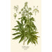 Aralia del Giappone - Edward Step — vista dell’opera