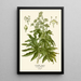 Aralia del Giappone - Edward Step — quadro incorniciato alla parete