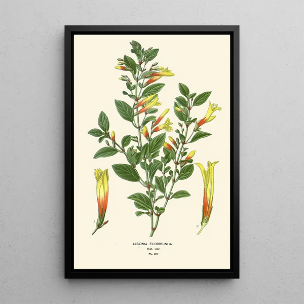 Libonia floribunda - Edward Step — quadro incorniciato alla parete