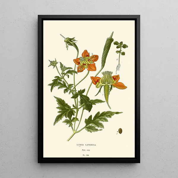 Loasa lateritia - Edward Step — quadro incorniciato alla parete