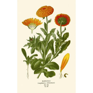 Edward Step - Marigold.webp
