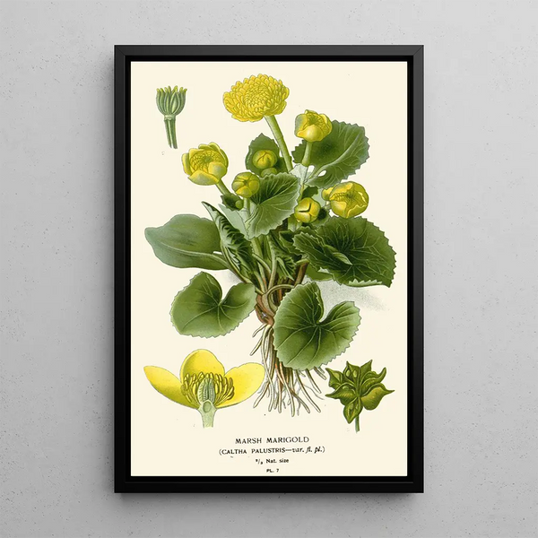 Caltha des marais - Edward Step — quadro incorniciato alla parete