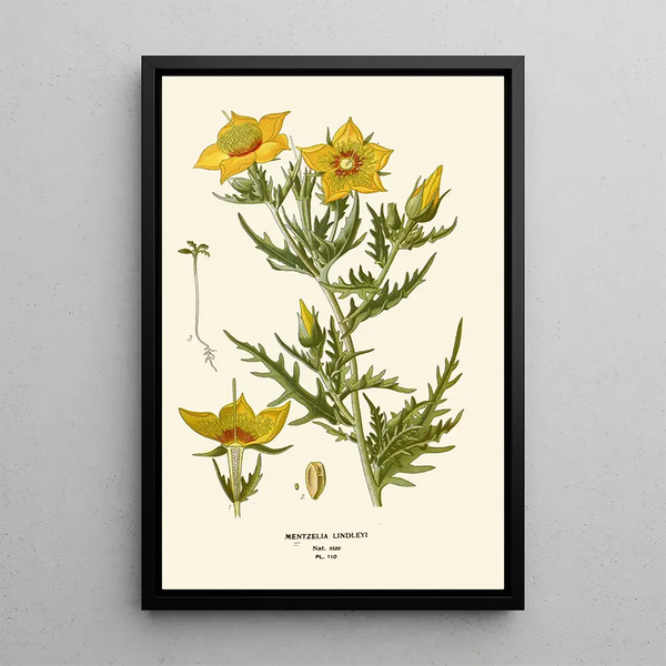 Riproduzione del dipinto Mentzelia Lindleyi - Edward Step