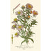 Asters de la Saint-Michel - Edward Step — vista dell’opera