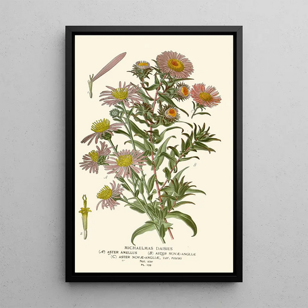 Asters de la Saint-Michel - Edward Step — quadro incorniciato alla parete