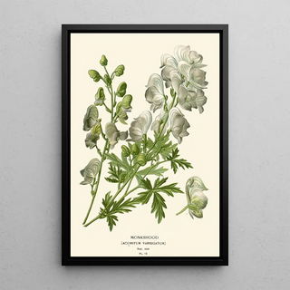 Edward Step - Monkshood.webp