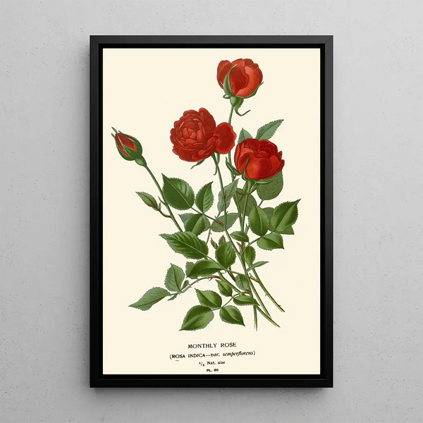 Rose mensuelle - Edward Step — quadro incorniciato alla parete