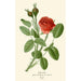 Rose mousse - Edward Step — vista dell’opera